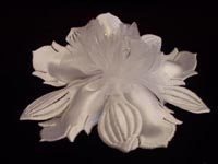 Orchid Almond Holder
